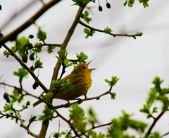 Yellow-rumped warbler.: Photograph by Katie McLean for the Clean Annapolis River Project
